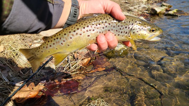 Penns Creek and the Green Drake Hatch That Stops Time Penns Creek and the Green Drake Hatch That Stops Time