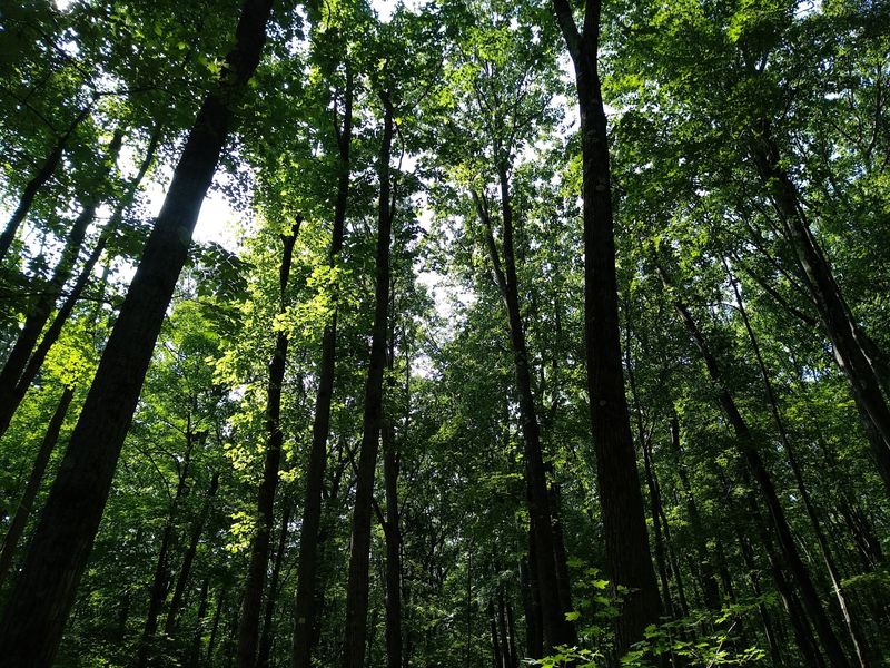 Pennsylvania's Only National Forest: Location and First Impressions Pennsylvania's Only National Forest: Location and First Impressions
