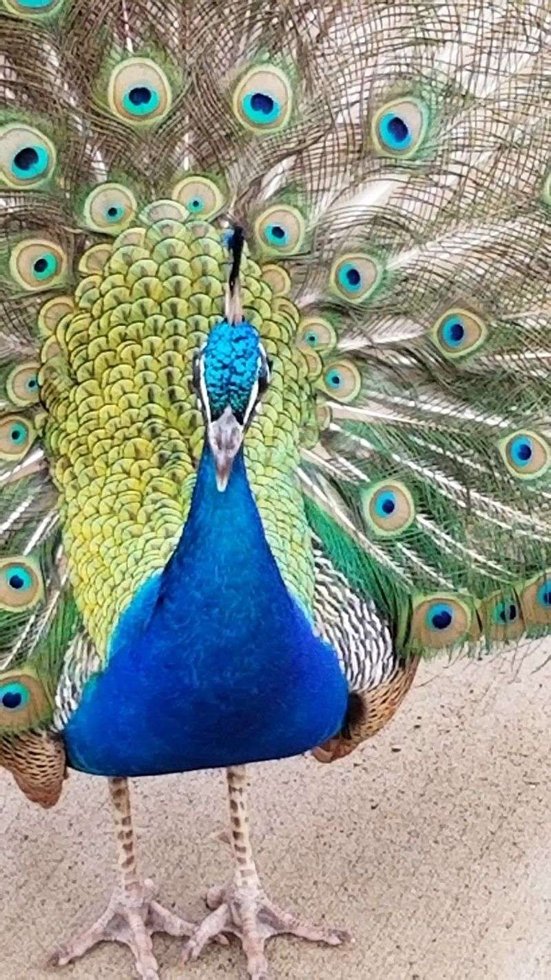 Percy the Peacock, Milan's Unofficial Mascot