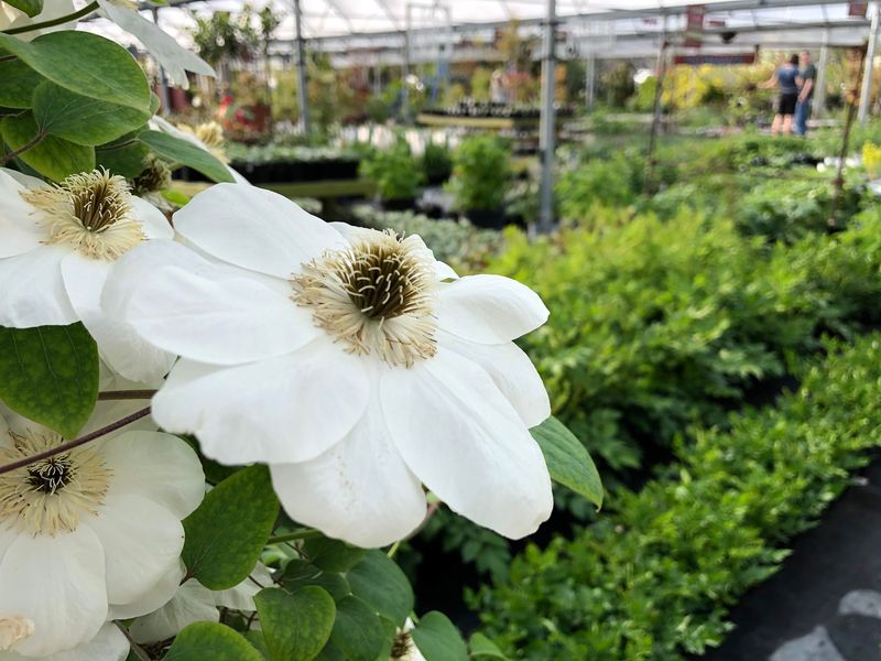 Perennials, Roses, and the Queen of Vines