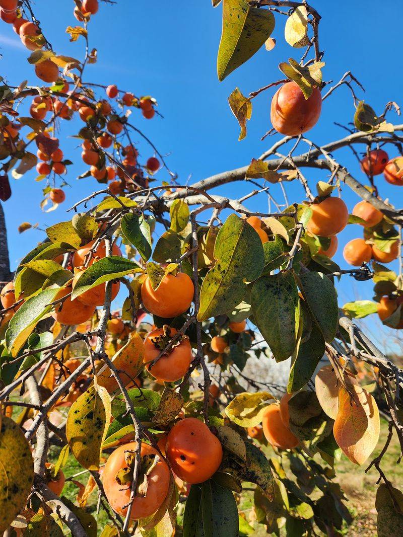 Persimmon Season, the Main Event Persimmon Season, the Main Event