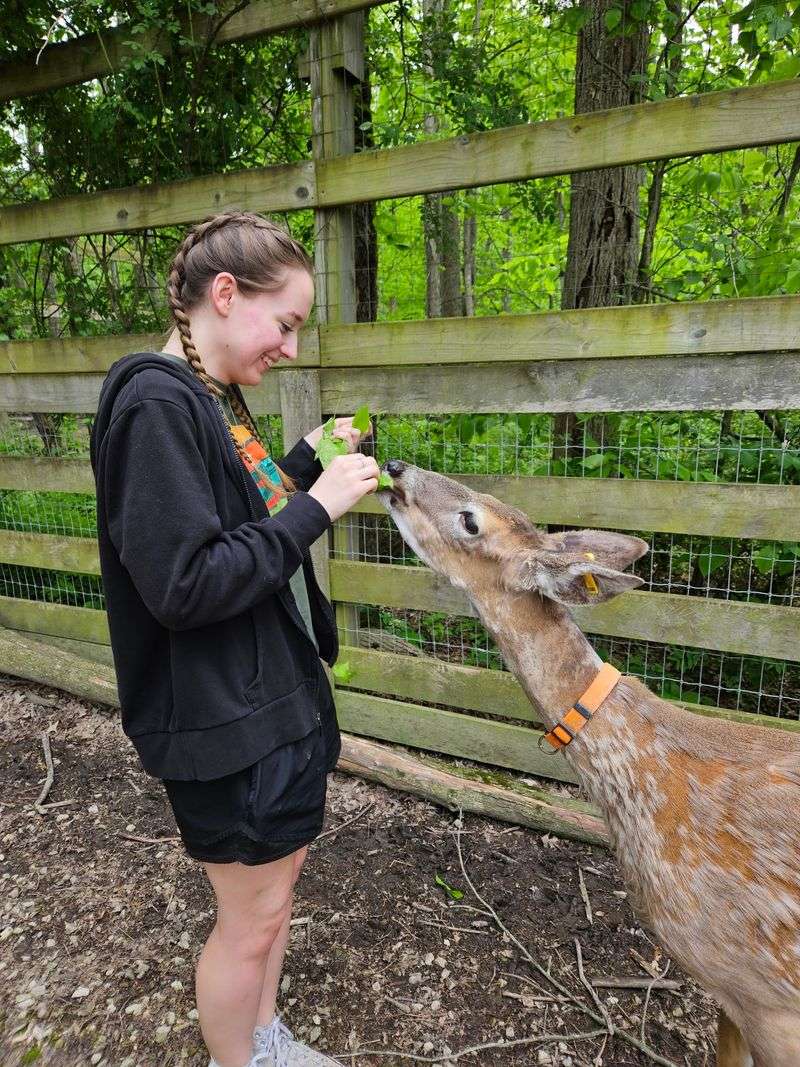Petting Zoo With Deer You Can Actually Feed