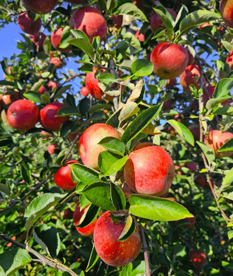 Pick-Your-Own Apples As The Main Event Pick-Your-Own Apples As The Main Event