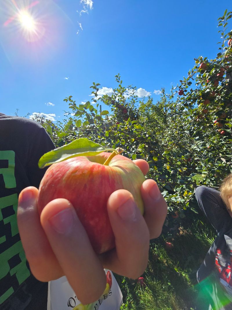 Pick-Your-Own Apples by the Bagful