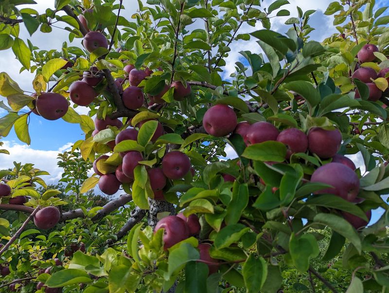 Pick Your Own Apples in Autumn