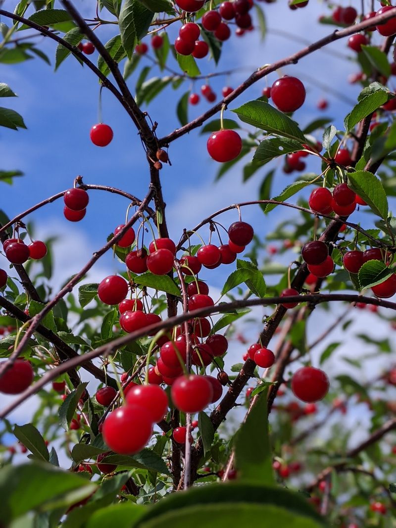Pick-Your-Own Cherries In The Fields Pick-Your-Own Cherries In The Fields