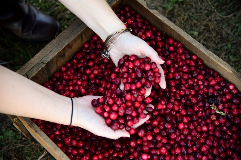 Pick Your Own Cranberries Pick Your Own Cranberries