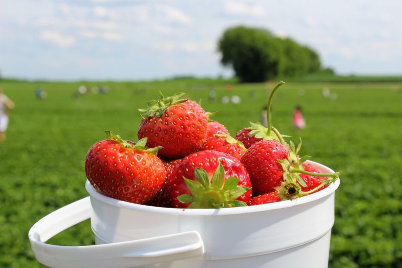 Pick-Your-Own Fields Across Multiple Seasons Pick-Your-Own Fields Across Multiple Seasons