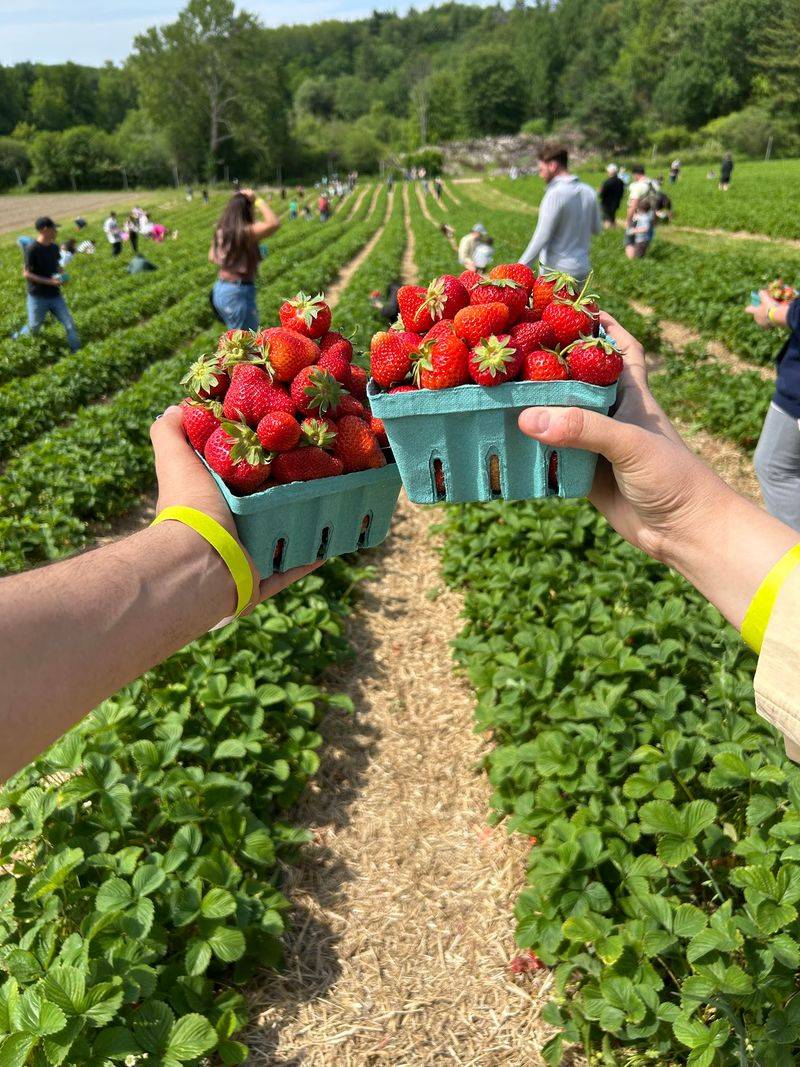 Pick-Your-Own Fruit Across the Seasons Pick-Your-Own Fruit Across the Seasons