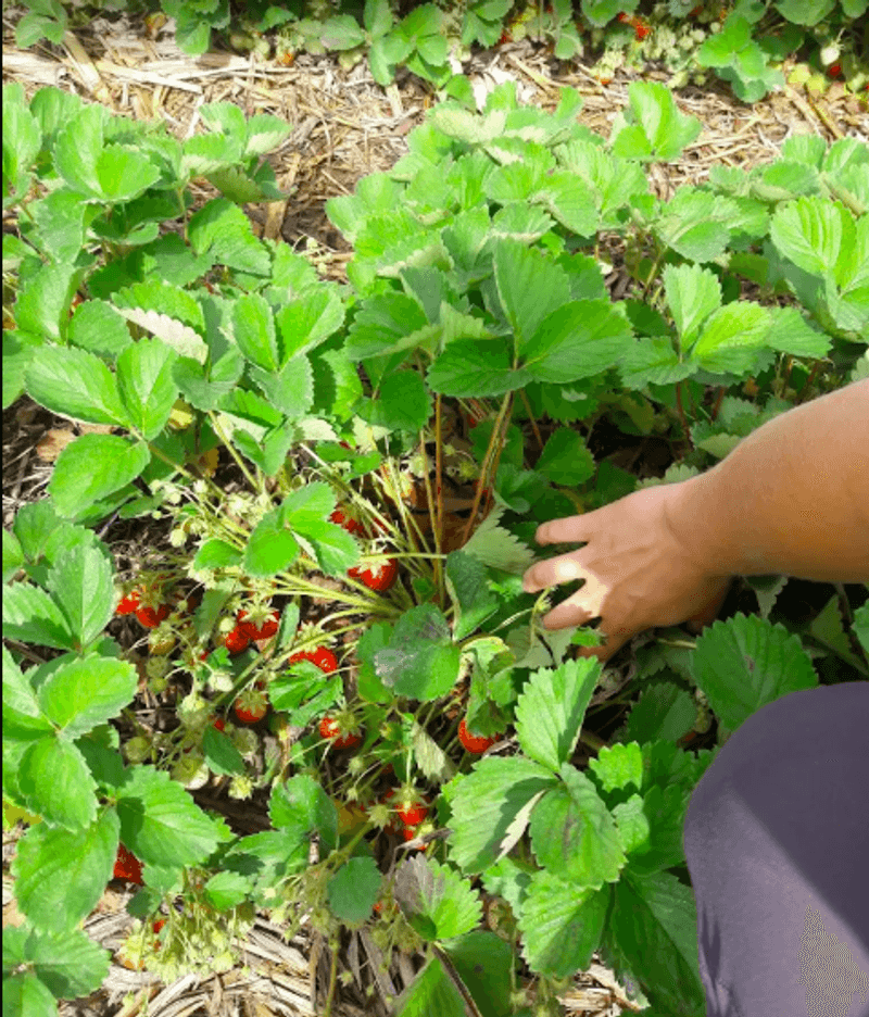 Pick-Your-Own Strawberries