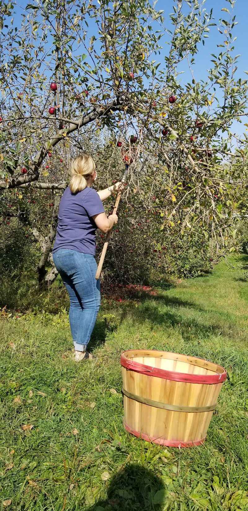 Picking Your Own Apples Straight From The Tree Picking Your Own Apples Straight From The Tree