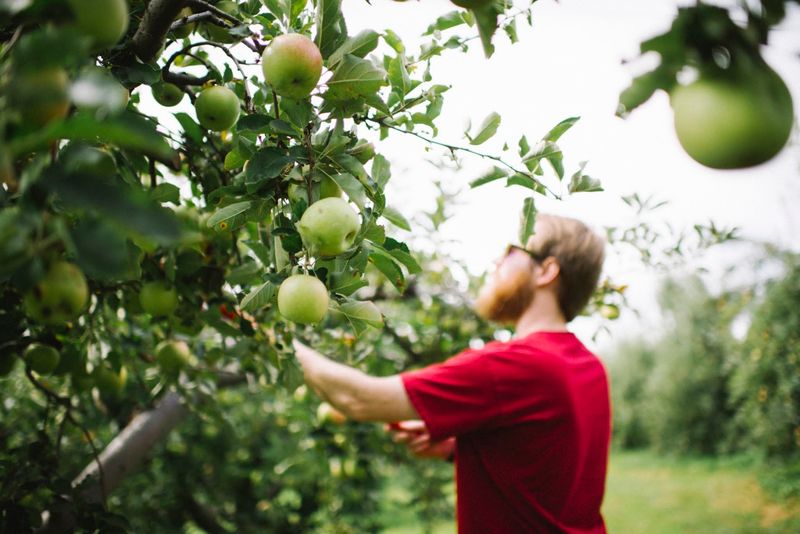 Picking Your Own Straight From The Branch Picking Your Own Straight From The Branch