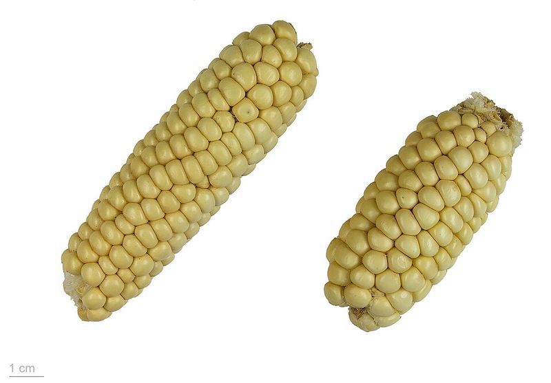 Pickled Corn Pickled Corn