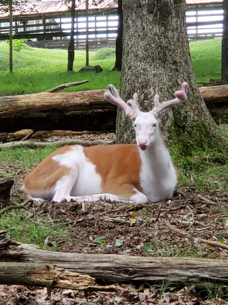 Piebald, White, and Blue-Eyed: The Rarest Deer You Will Ever See Up Close