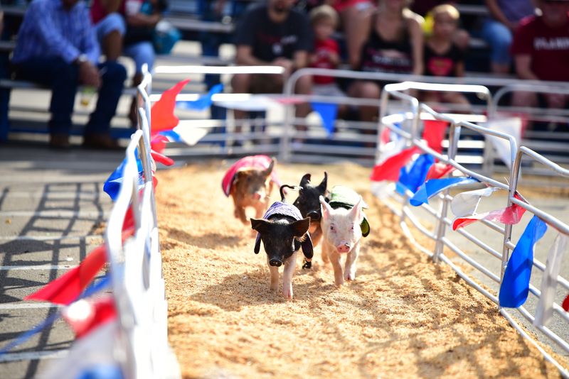 Pig Races: The Unexpected Crowd Pleaser Pig Races: The Unexpected Crowd Pleaser