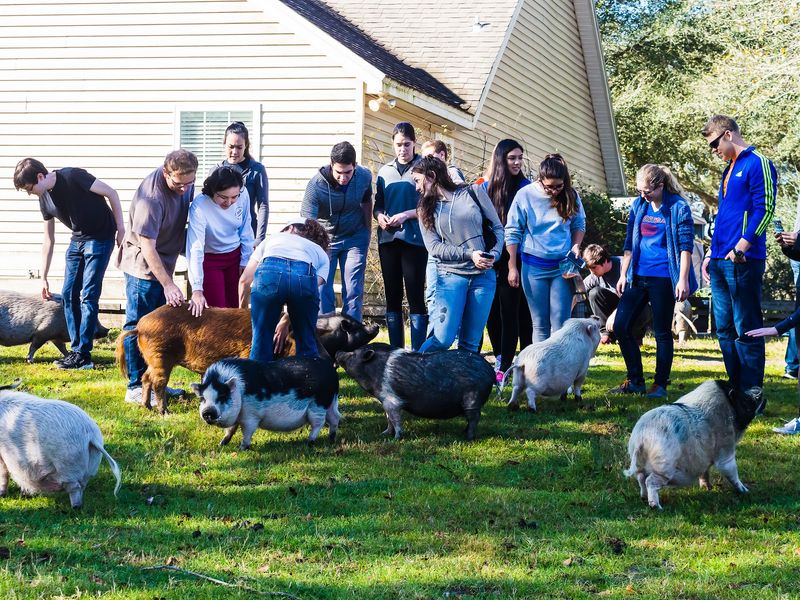 Pigs, Turkeys, and a Whole Cast of Characters Pigs, Turkeys, and a Whole Cast of Characters