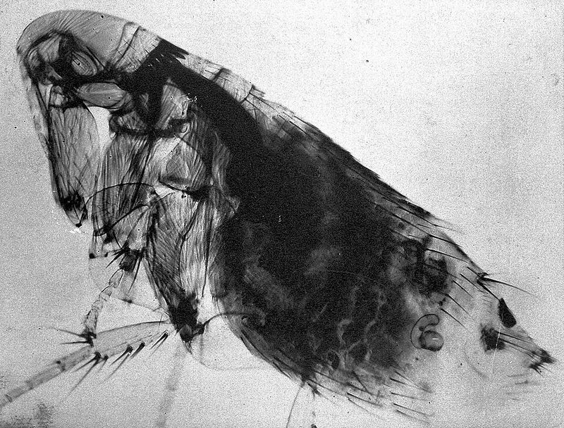Plague Plague