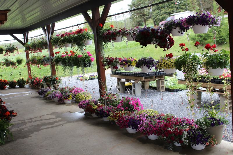 Plants and Garden Finds for the Home Gardener Plants and Garden Finds for the Home Gardener