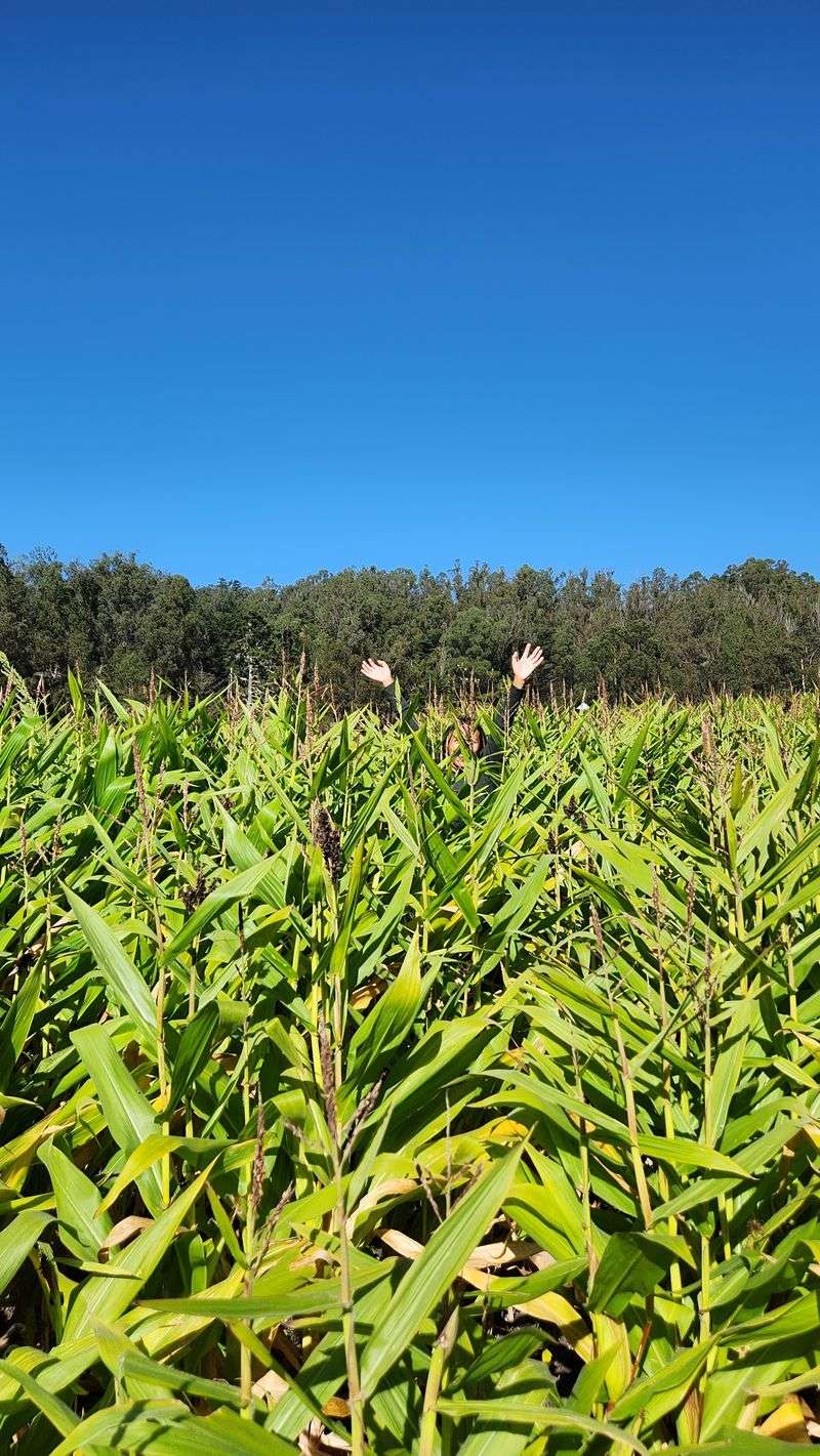 Play Land, Bounce Houses, and a Corn Maze Play Land, Bounce Houses, and a Corn Maze