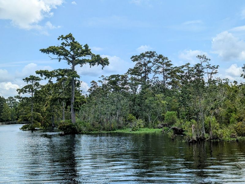 Pocosins, Pond Pines, and Open Water Pocosins, Pond Pines, and Open Water