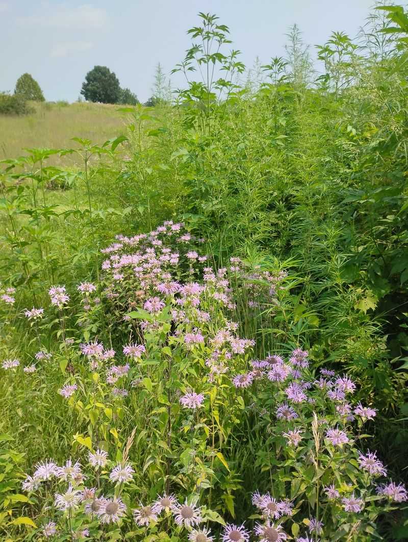 Pollinators, Prairie, and a Commitment to Native Habitats Pollinators, Prairie, and a Commitment to Native Habitats