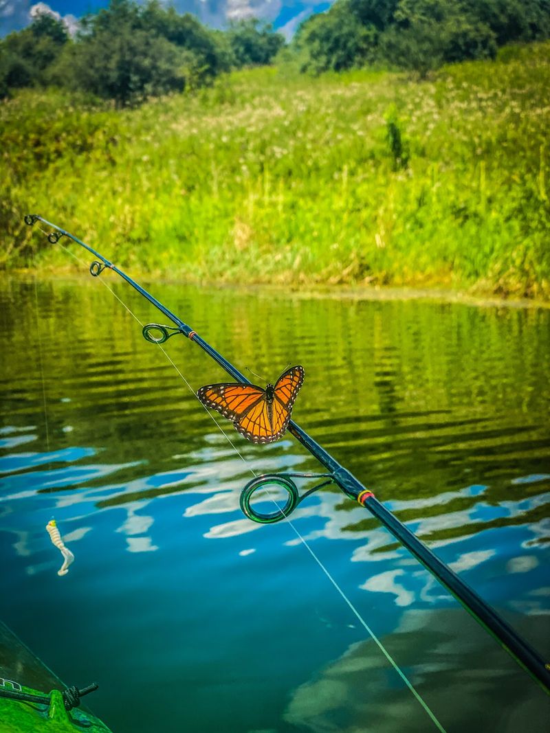 Pond 43 and the Fishing Scene