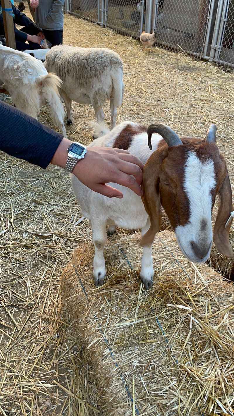 Ponies, Goats, and Furry Friends Ponies, Goats, and Furry Friends