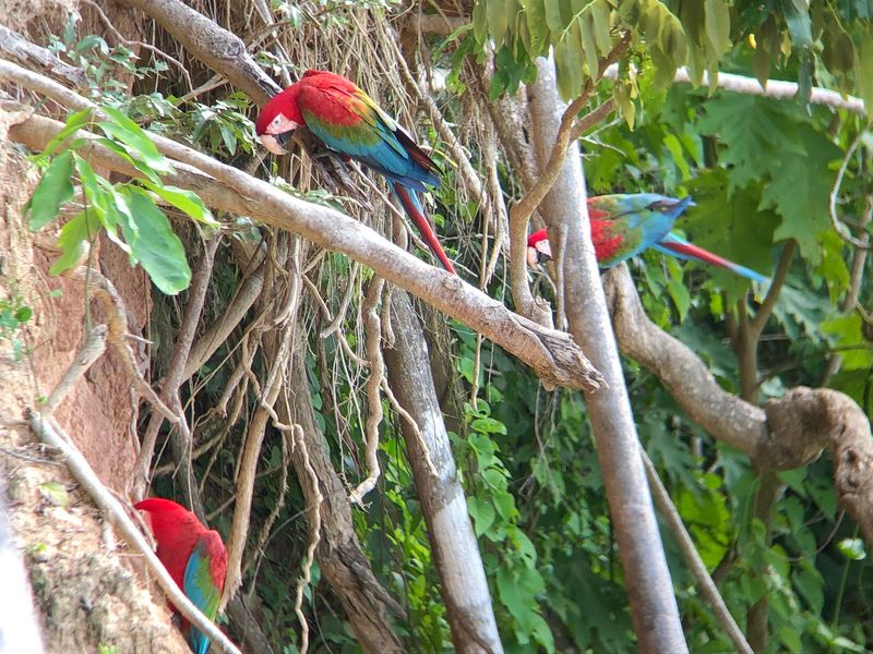 Posada Amazonas, Tambopata, Madre de Dios, Peru
