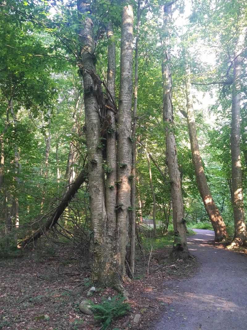 Practical Tips and the Bigger Natural Context Around Lock Haven