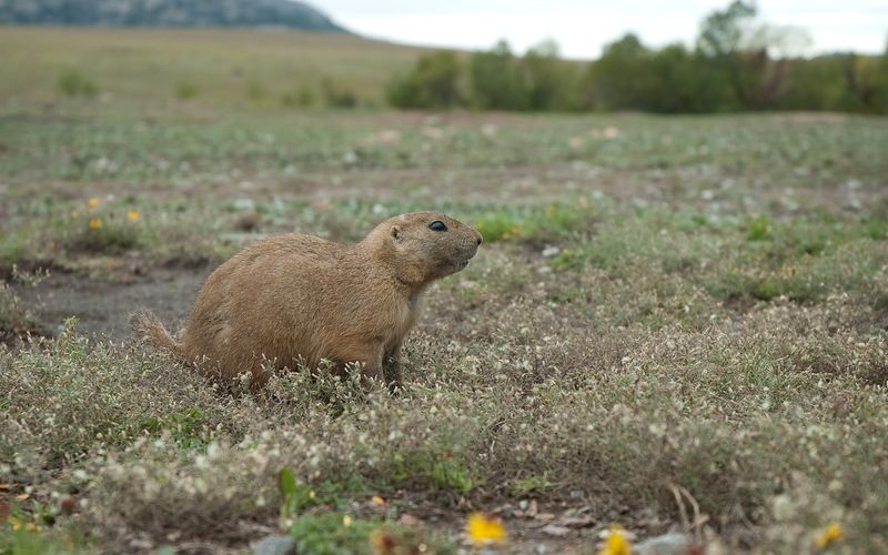 Prairie Dog Towns Worth a Long, Laughing Stop Prairie Dog Towns Worth a Long, Laughing Stop