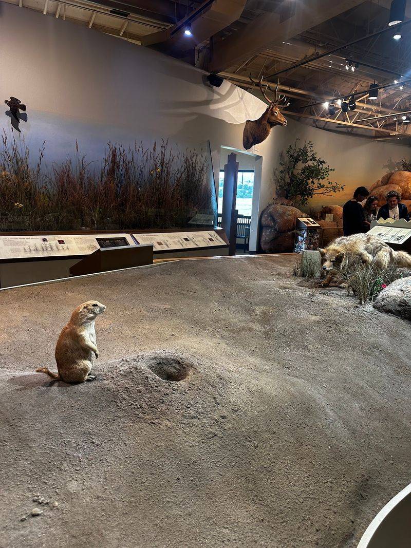 Prairie Dog Towns and the Charm of the Small and Overlooked Prairie Dog Towns and the Charm of the Small and Overlooked