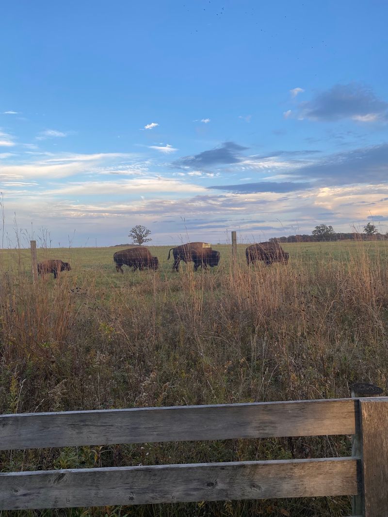 Prairie Landscape That Feels Transplanted From the Plains