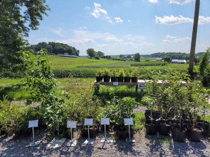 Produce Grown Right Out Back Produce Grown Right Out Back