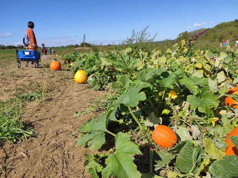 Pumpkin Harvest Season: The Farm's Busiest and Best Chapter