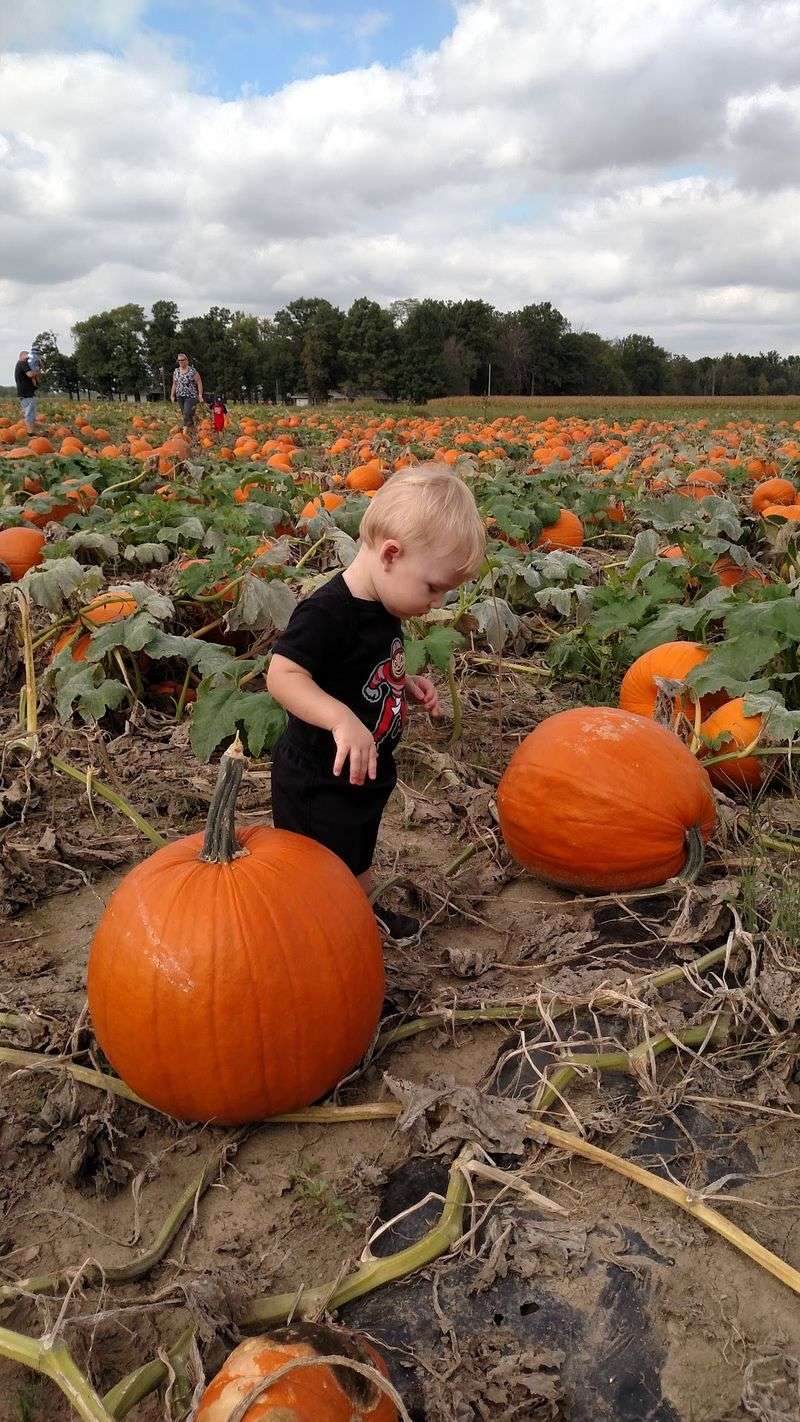 Pumpkin Patch With Plenty To Choose From Pumpkin Patch With Plenty To Choose From