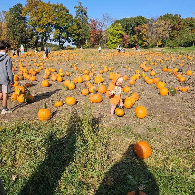 Pumpkin Patch and the Corn Maze Pumpkin Patch and the Corn Maze