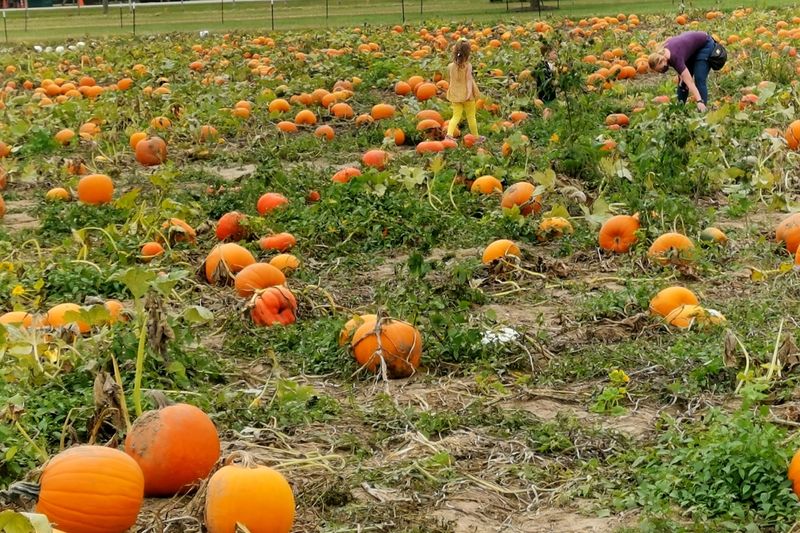 Pumpkin Picking and Berry Season Pumpkin Picking and Berry Season