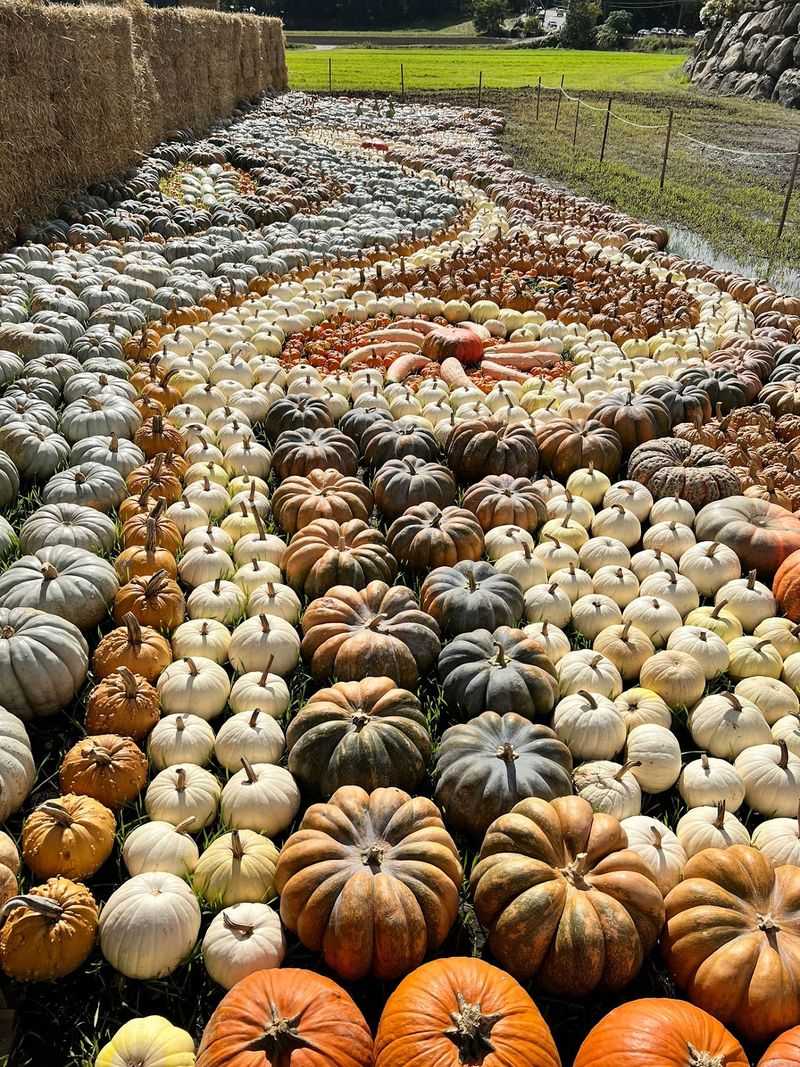 Pumpkin Season Takes Over Pumpkin Season Takes Over