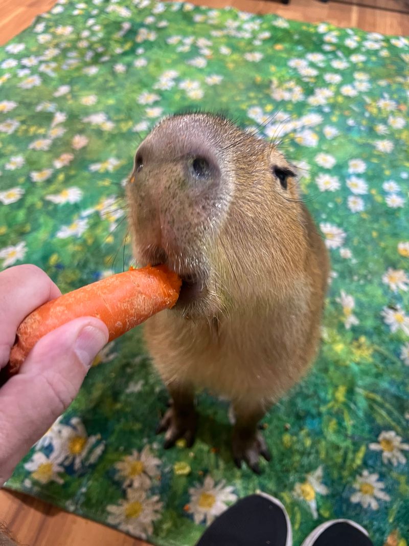 Pumpkin the Capybara Steals the Spotlight Pumpkin the Capybara Steals the Spotlight