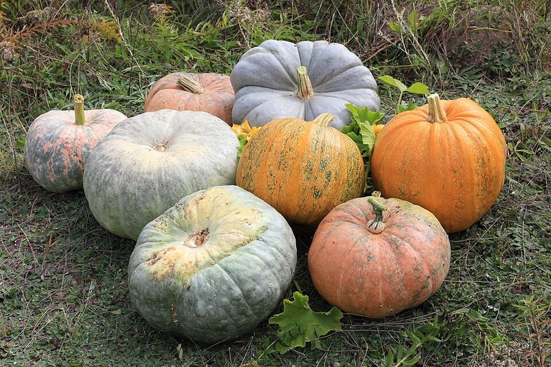 Pumpkin Pumpkin