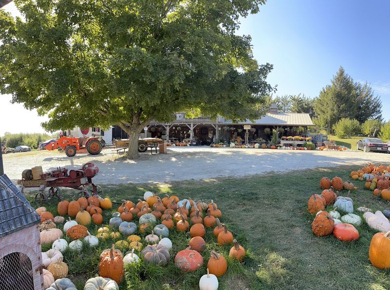 Pumpkins And Gourds For The Season Pumpkins And Gourds For The Season
