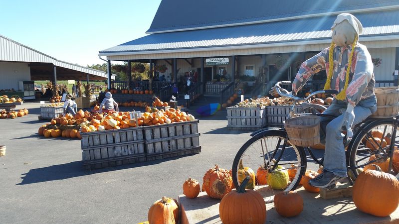 Pumpkins And The Fall Harvest