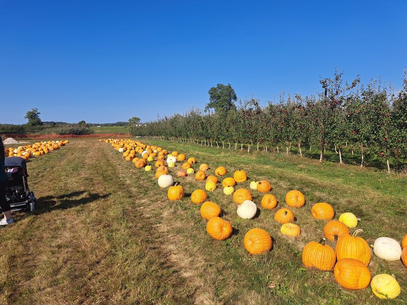 Pumpkins, Cannons, and Charitable Fun