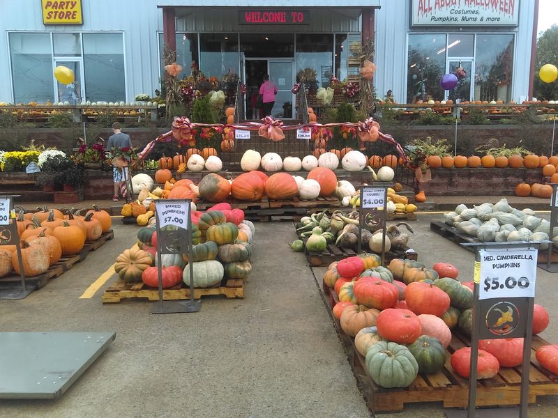 Pumpkins Galore When Fall Rolls In Pumpkins Galore When Fall Rolls In