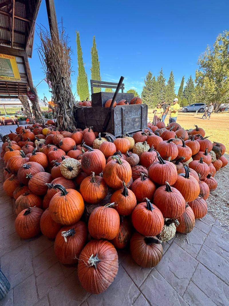 Pumpkins, a Corn Maze, and Giant Sunflowers Pumpkins, a Corn Maze, and Giant Sunflowers