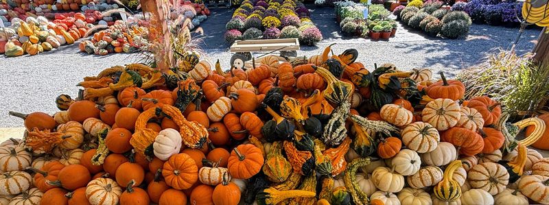 Pumpkins and Mums When Fall Takes Over Pumpkins and Mums When Fall Takes Over