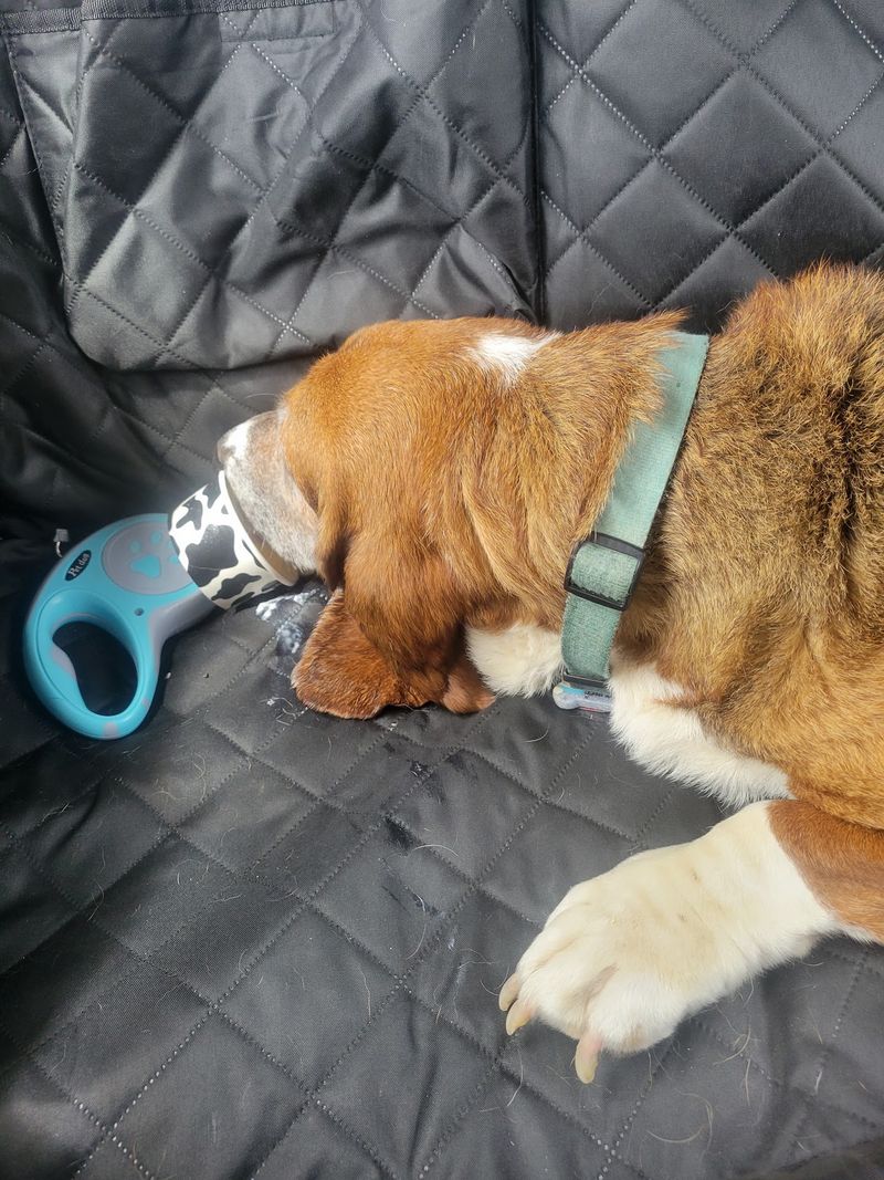 Pup Cups, a Friendly Cat, and Special Events Pup Cups, a Friendly Cat, and Special Events