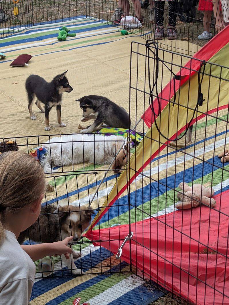 Puppies, Pony Rides, and Family-Friendly Surprises