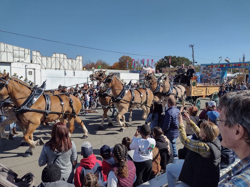 Racing Pigs and Mighty Horses