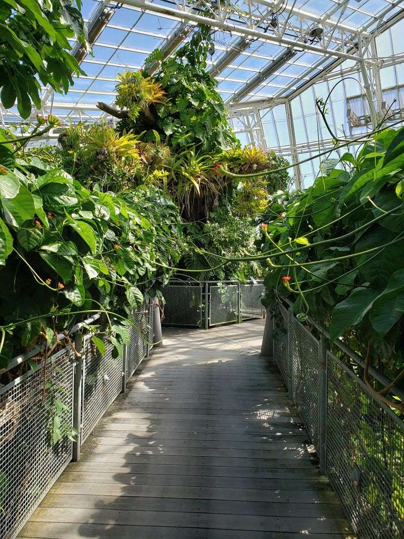 Rainforest Canopy and the Hidden World of the Costa Rica Glasshouse